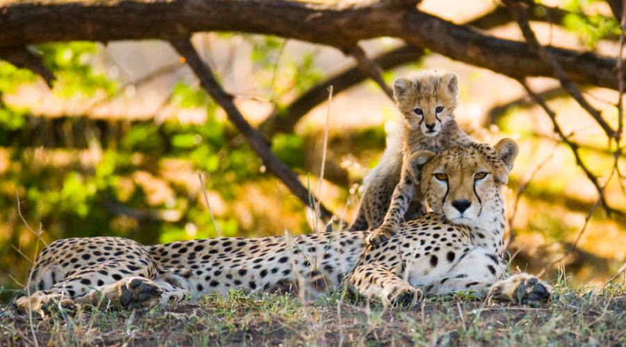 Maasai Mara - ghepardi 