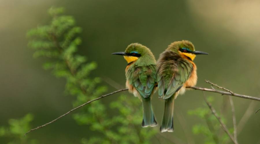 Maasai Mara 