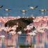 Nakuru National Park - Lago Nakuru