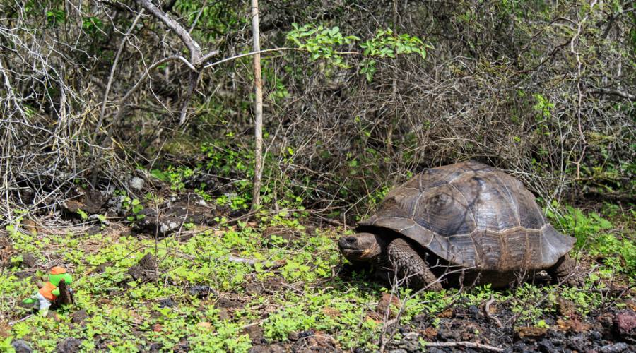 Isola Isabela - Centro protezione delle tartarughe 