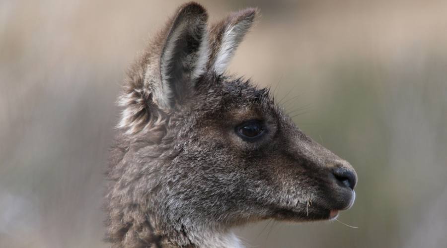Wallaby nel Kosciuszko National Park