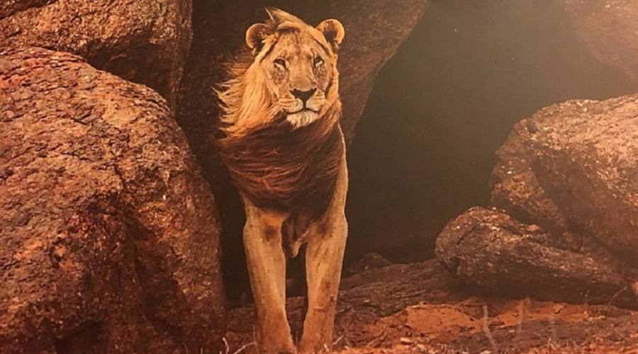 leone del deserto - tratto dal libro VANISHING KINGS  lions of namib desert