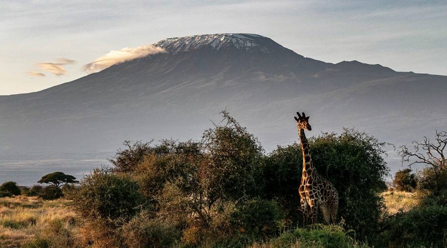 Giraffe ai piedi del Kilimangiaro