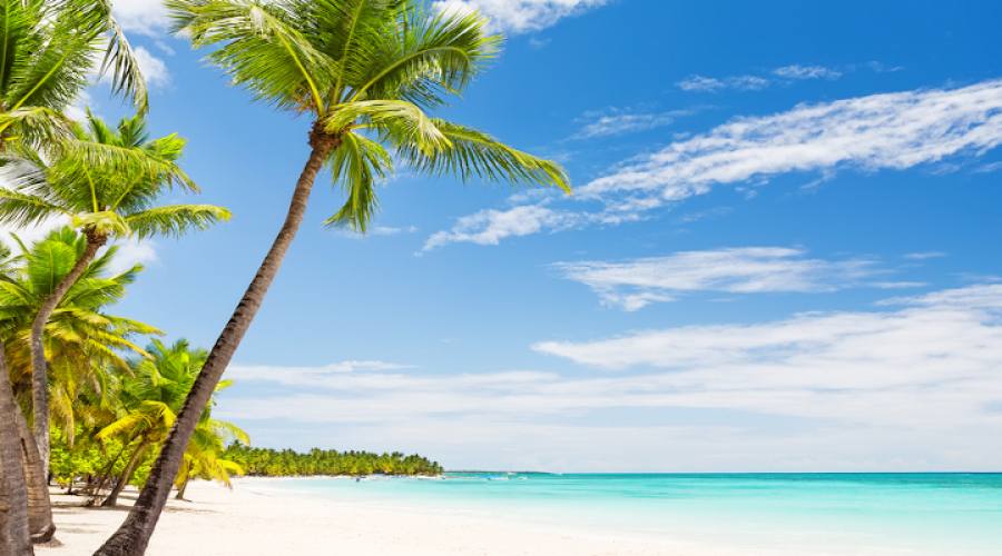 Palme da cocco sulla spiaggia di sabbia bianca di Punta Cana