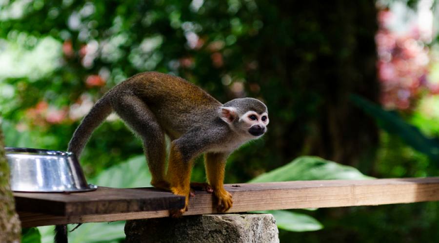 Scimmia della Repubblica Dominicana Punta Cana