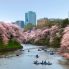 Tokyo in Primavera
