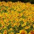 Campo di girasoli in giro per i campi