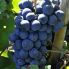 Primitivo di manduria