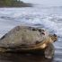 Parco nazionale Tortuguero