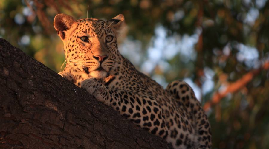 leopardo nel Chobe