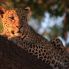 leopardo nel Chobe