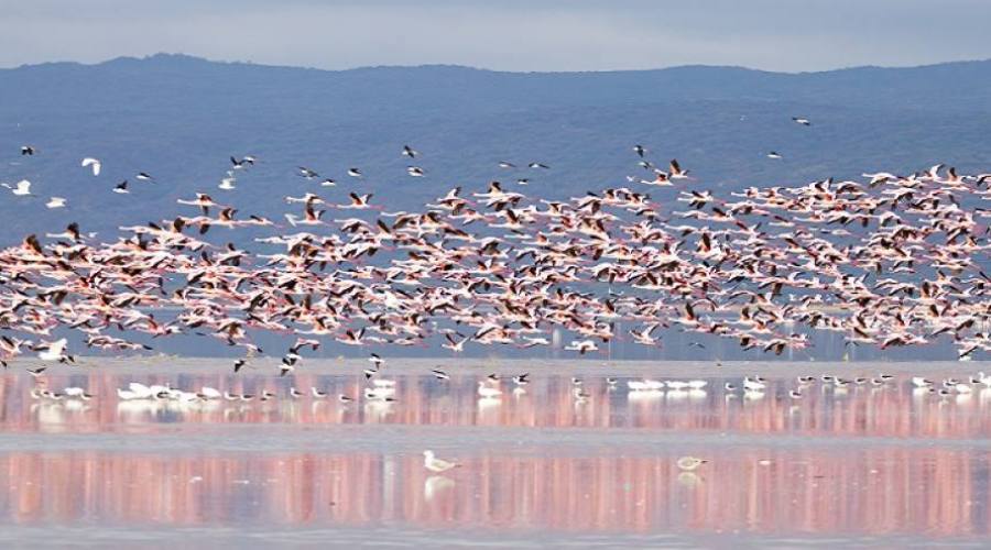 Fenicotteri rosa a Lago Manyara