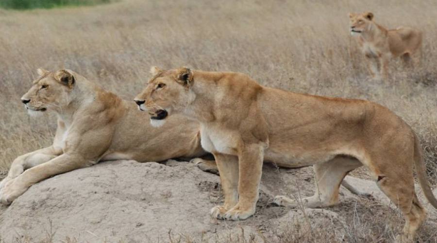 Leoni a caccia al Serengeti National Park