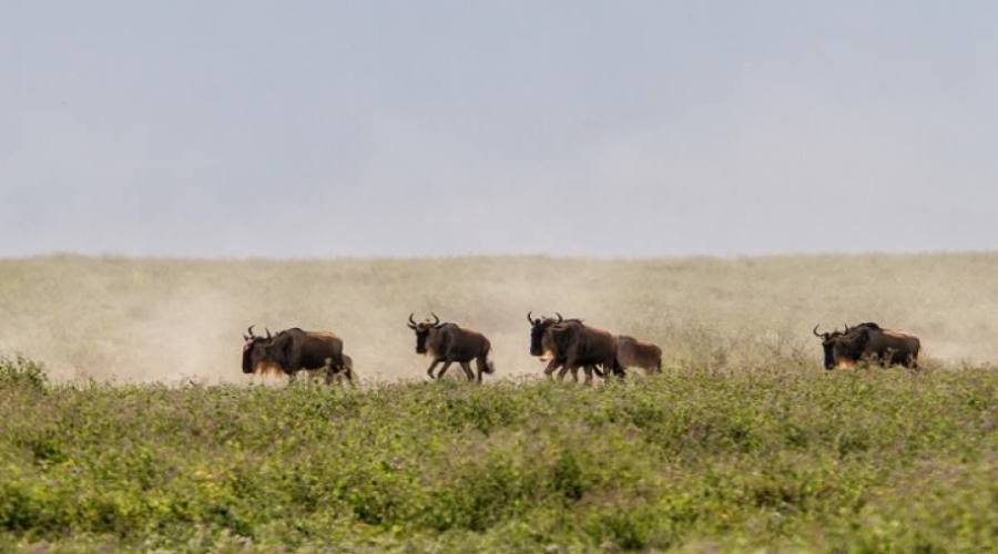 Migrazione degli gnu nel Serengeti
