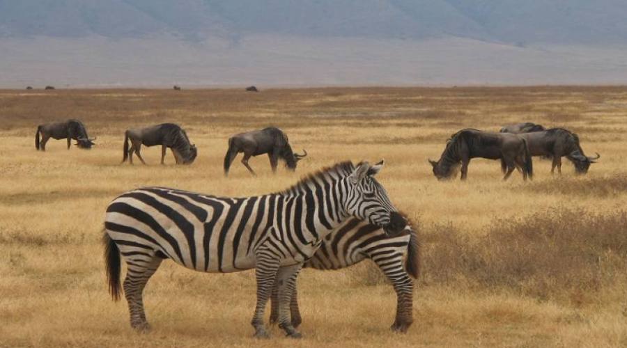 Zebre a Ngorongoro