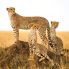 cheetahs in Serengeti National Park, Tanzania_762734848