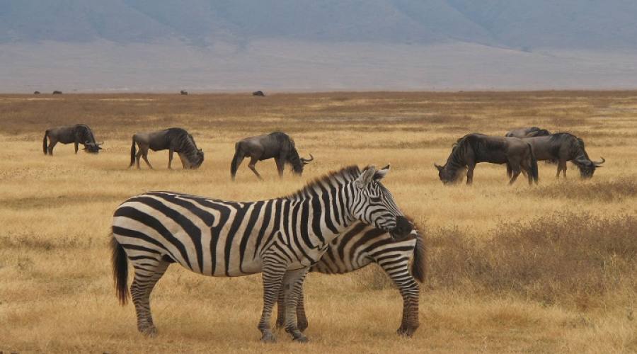 Zebre a Ngorongoro