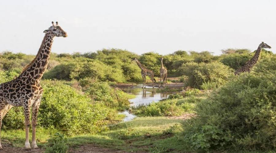 Giraffe a Lago Manyara