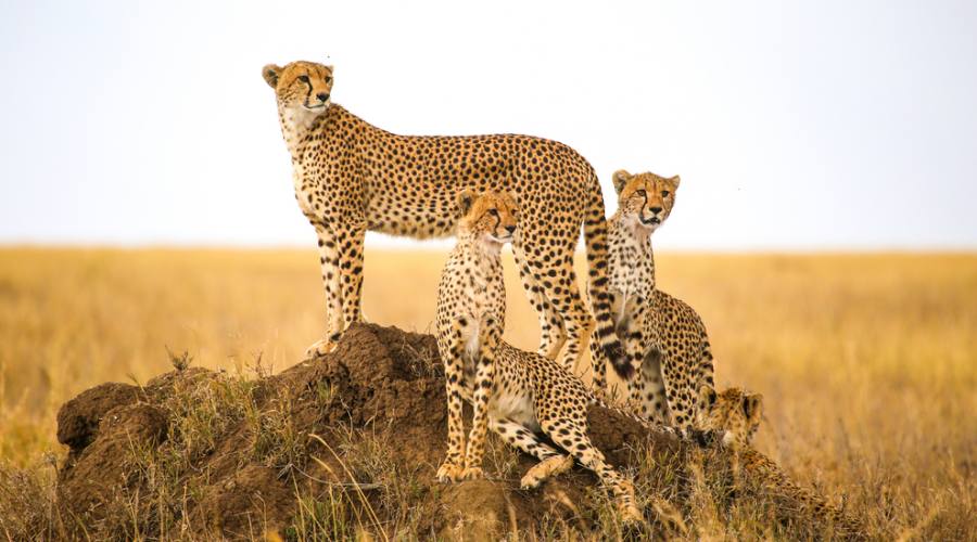 Ghepardi nel Serengeti