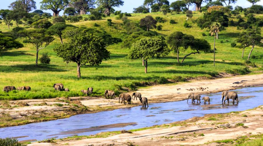 Elefanti al guado nel Serengeti