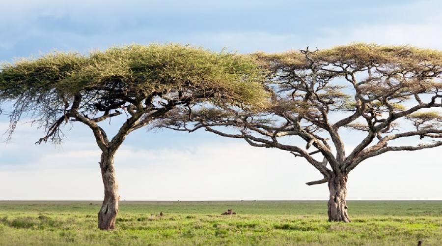 Panorama al Serengeti National Park