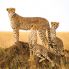 Ghepardi nel Serengeti