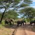 Elefanti a Lake Manyara