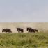 Migrazione degli gnu nel Serengeti