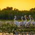 Pelicani nel Delta del Danubio