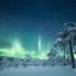 Aurora boreale nella foresta