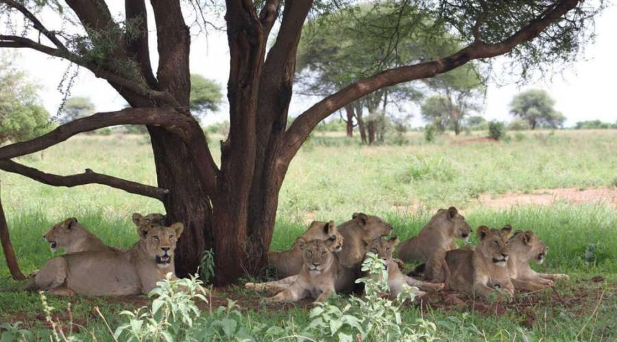Leoni al Serengeti