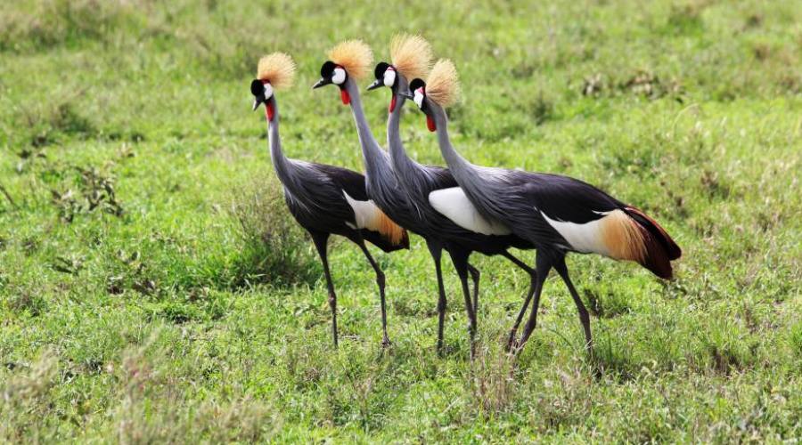 Animali unici della Tanzania Nyerere national park (ex Selous game reserve)