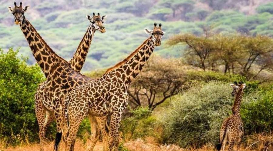 Giraffe nel loro habitat naturale Nyerere national park (ex Selous game reserve)