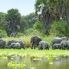 Famiglia di elefanti Nyerere national park (ex Selous game reserve)