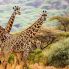 Giraffe nel loro habitat naturale Nyerere national park (ex Selous game reserve)
