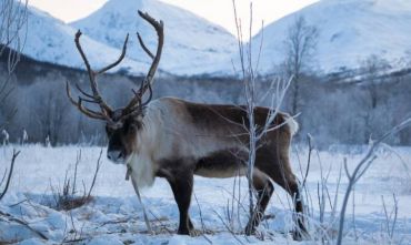 La natura dell'artico nella capitale delle Aurore Boreali