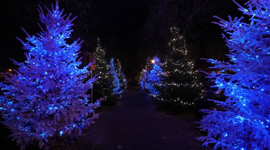 Alberi di Natale