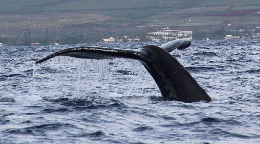 Maui - Whale Watching