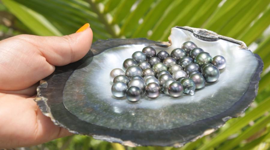 Un guscio di ostrica a labbro nero con eccellenti perle nere di Tahiti rotonde