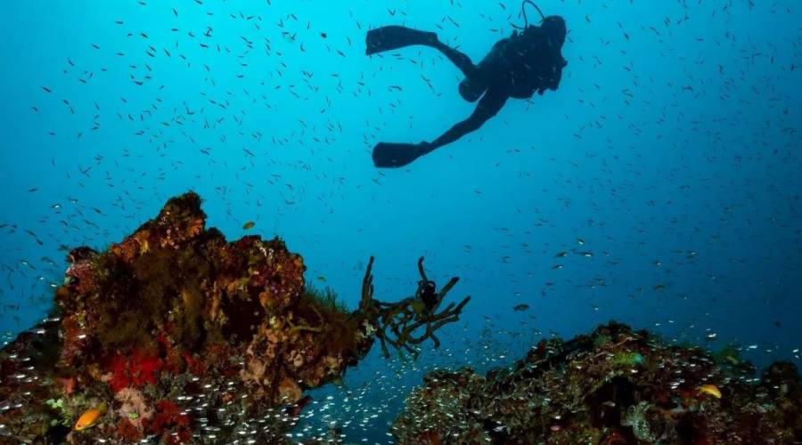 Amilla Maldives - Dive 