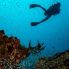 Amilla Maldives - Dive 