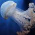 Acquario - medusa
