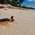 La nidificazione delle tartarughe marine