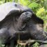Le tartarughe di Aldabra