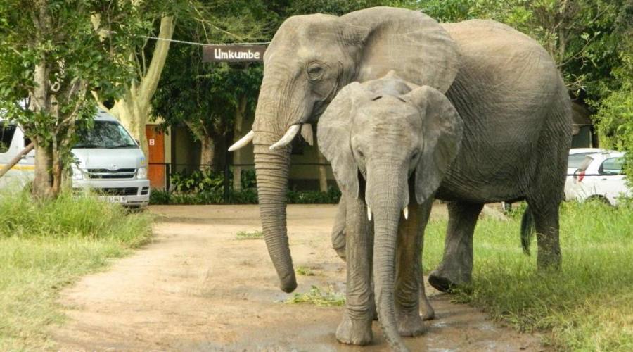 Elefanti al Lodge