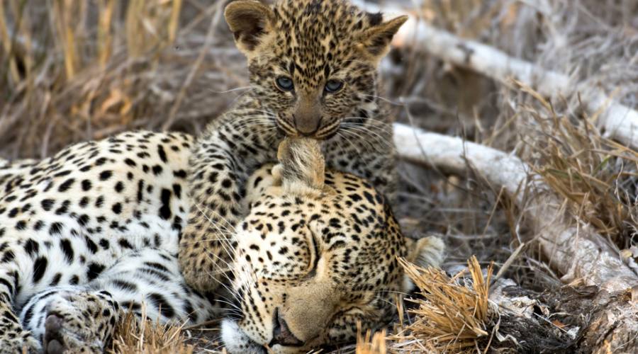 Leopardo con cucciolo