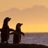 Pinguini al tramonto