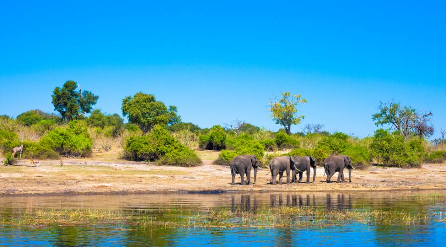 Elefanti lungo il fiume