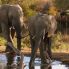 Elefanti al Umlani Bush Camp
