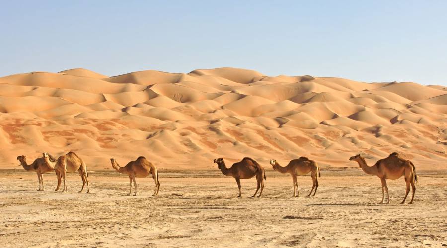 Cammelli nel Sahara